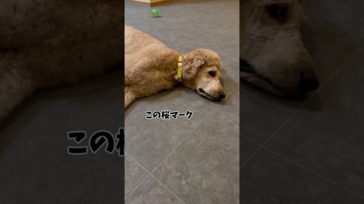 DAISOのジャケットと黄色首輪の組み合わせどうですか？