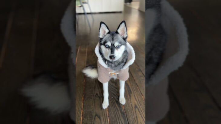 Who Wore It Better? Dressing Up Mini Huskies In Sherpa Jacket