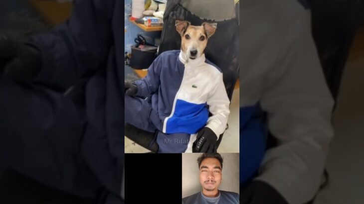 Jacket Wear Dog😱|respect 💯#shorts #reaction