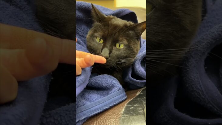 MiniVlog867 – Our cat likes my sister’s jacket / 妹のジャケットが好きな黒猫様  #shorts