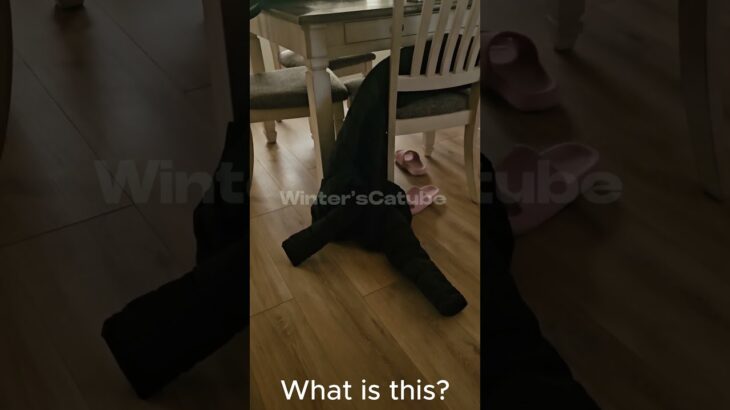 Winter(Cat) Becomes Part of My Jacket 😂