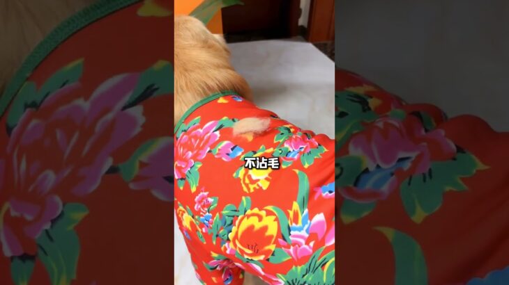 You must wear this big flowered jacket during the Chinese New Year. It’s so festive. Dog clothes