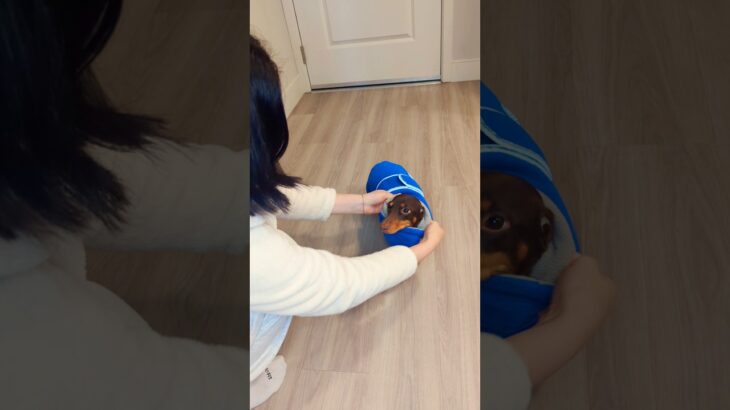 Dachshund approved jacket! 😍 No more struggle! #shorts #dog #linkinbio