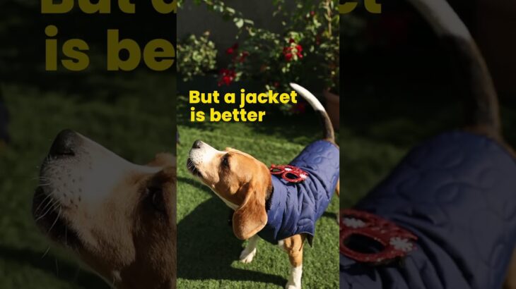 “Fur is good, but a jacket is better!” | The Pet Closet Co.