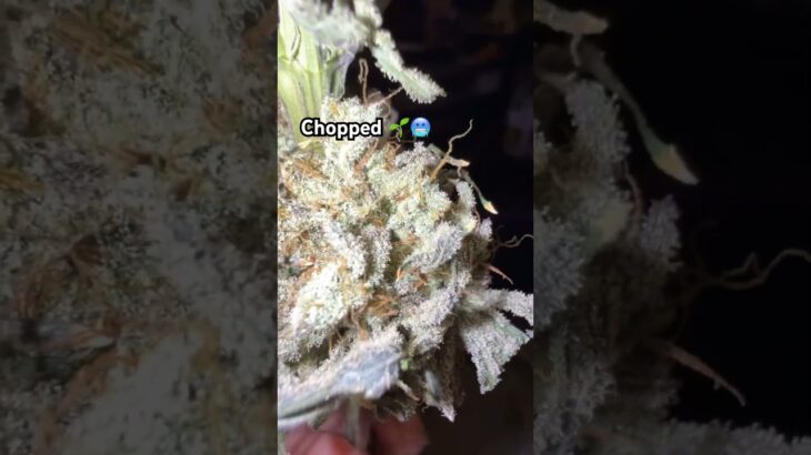 Need a jacket it’s a lil chilly #plants #shorts