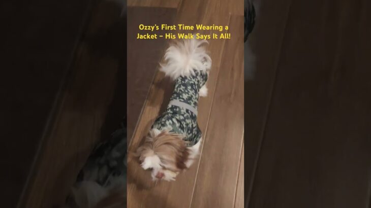 Ozzy’s First Time Wearing a Jacket – His Walk Says It All!#puppy #doglover #walk #funny #fun #pets .