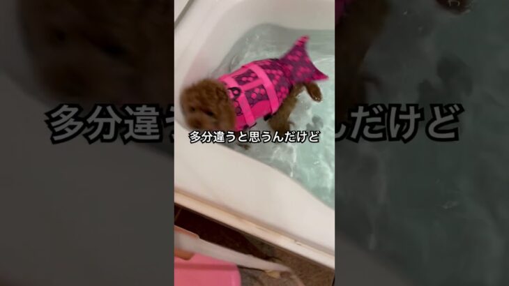 ライフジャケット無しでも泳げるモモちゃん　#推し活 #トイプードル #shortsfeed #shortlove #fypytube #fyp#cutedog