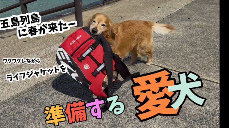 【海に行くぞー】しっかり自分のライフジャケットだけは準備する愛犬ホット