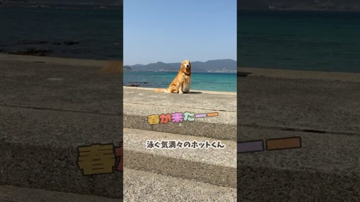 【安全第一】自分でライフジャケットを用意する愛犬ホットくん