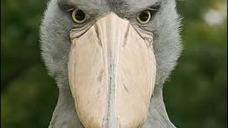 lets walk yeezy boost 380s on feet