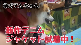 柴犬でんちゃん　ブラピのデニムジャケット試着します🧥