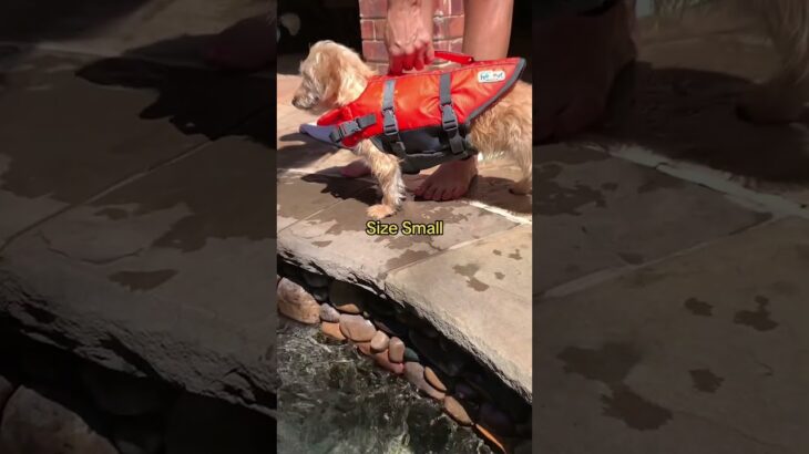 Adorable Dog Life Jacket for Water Adventures! #petsafety