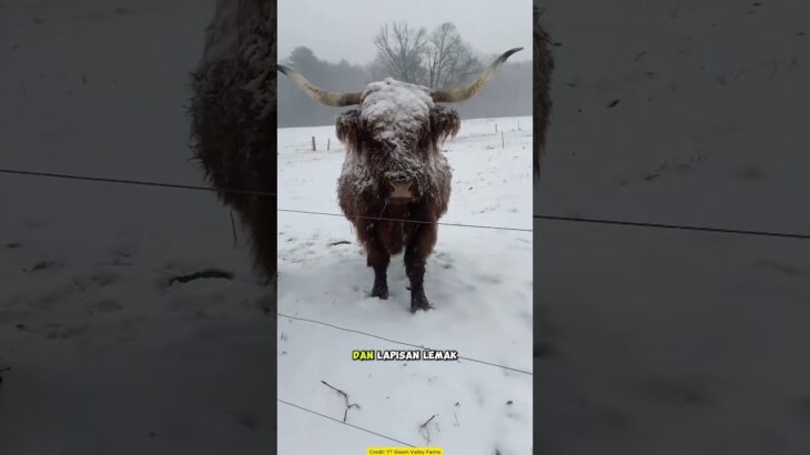 Anak Sapi Pakai Jaket? Bukan Gaya-Gayaan!