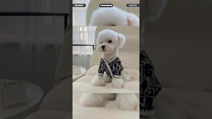 Polyester Dogs Cotton Sweater Jacket Comfortable Warm Trendy Dog Clothes