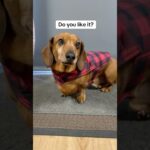 Scooby’s Favourite Winter Jacket #dachshund #dachshundlove #doglife #dog #dogshorts #sausagedog #fyp