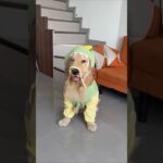 Waterproof Dog Jacket🐶 #dogproducts #petproducts #dogowners #catowners #petowners