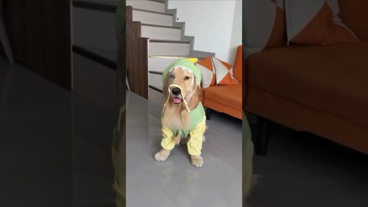 Waterproof Dog Jacket🐶 #dogproducts #petproducts #dogowners #catowners #petowners