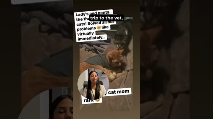 🐶 This Jacket Helps Cats Stay Calm—Naturally! 🌩️