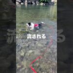 暑い夏🥵川遊びに行きました。今年はライフジャケットでぷかぷか！#bordercollie #cutedog #犬川遊び＃犬グッズ#いぬ