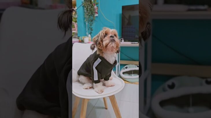 cutie pet jacket #shorts #petjacket ##petclothes #dogclothes