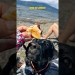 ライフジャケットやっと使えた👙 Finally used my dog’s life jacket. #黒ラブ #labrador #大型犬#doglife