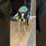 少し遅いけど夏遊び用にライフジャケットを買ったよ🍌#ボストンテリア #bostonterrier #かわいい犬 #鼻ぺちゃ #dog #いやしわんこ #shorts