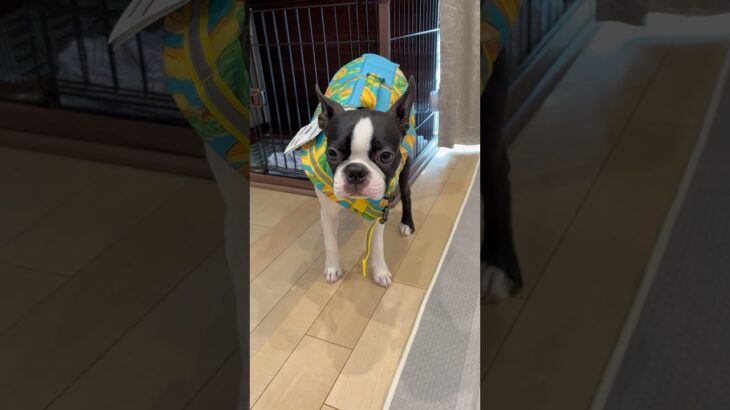 少し遅いけど夏遊び用にライフジャケットを買ったよ🍌#ボストンテリア #bostonterrier #かわいい犬 #鼻ぺちゃ #dog #いやしわんこ #shorts