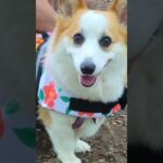 ライフジャケットでコーギー覚醒！　#corgi#コーギー#犬