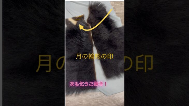 熊の毛皮と革とコンビでジャケットを作ります。