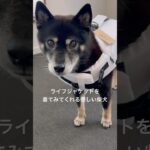 ライフジャケットを着てみてくれる優しい柴犬