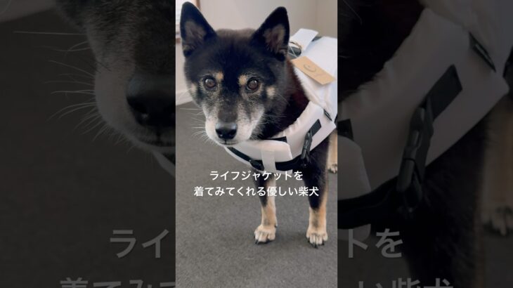 ライフジャケットを着てみてくれる優しい柴犬