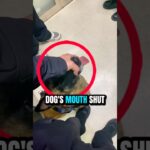 When The Police Saw A Girl In A Jacket That Looked Like A Bite Suit 😳 #gataonly