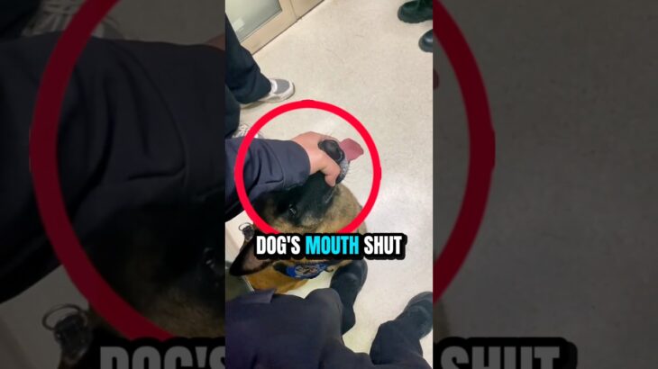 When The Police Saw A Girl In A Jacket That Looked Like A Bite Suit 😳 #gataonly