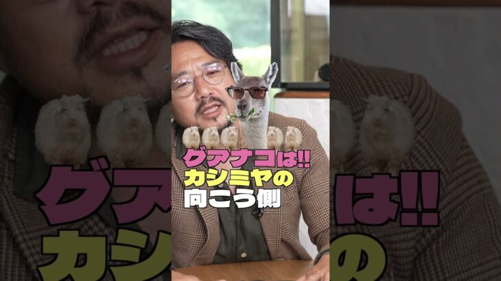 【他で買うと40万以上?!】もう市場に出回らないかも、最高素材のグアナコカシミヤジャケット  #メンズ #ファッション #ジャケット