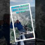 Musto Jacket BR1 Channel | Test [Shopping] | Multihulls World