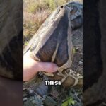 The $100,000 Python Leather Jacket — Made from Real Snake Skin