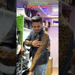 Customise your own Design with 100% Original Leather Jacket only On “Shanu Leather Hub🤩#goodleather